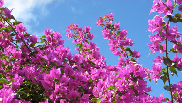 Elizabeth Angus Bougainvillea