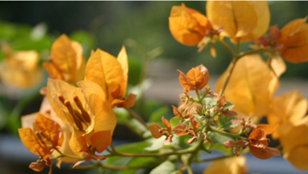 California Gold Bougainvillea