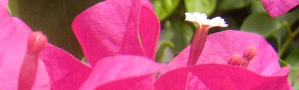 Helen Johnson Dwarf Bougainvillea