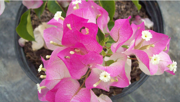 Imperial Delight Bougainvillea