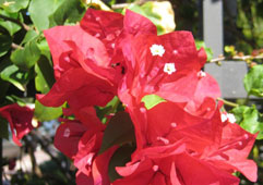 Red Bougainvillea - Barbara Karst